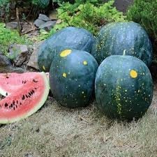 Heirloom Organic Moon and Stars Watermelon Seeds (Sun, Moon and stars Watermelon) Seeds