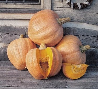 Rare Pumpkin! Heirloom Organic Amish Pie Pumpkin seeds