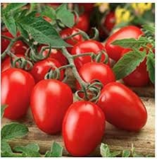 Oganic Roma Tomato Seeds