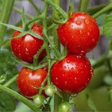 Load image into Gallery viewer, Heirloom Organic Large Cherry Tomato Seeds
