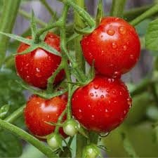 Heirloom Organic Large Cherry Tomato Seeds