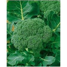 Heirloom Organic Waltham 29 Broccoli Seeds