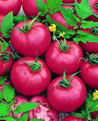 Heirloom Organic Giant Pink Belgium Tomato Seeds