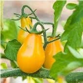 Heirloom Organic Yellow Pear Tomato Seeds