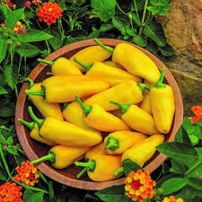 Rare Heirloom Organic Lemon Dream Sweet Pepper Seeds