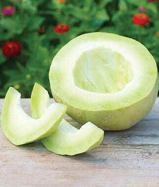 Organic Bodacious Honeydew Melon Seeds