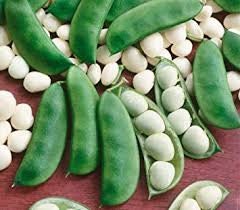 Heirloom Organic Henderson Lima bean Seeds