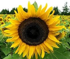 Heirloom Organic Ukraine Mammoth Sunflower Seeds