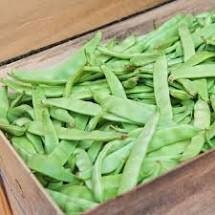 Heirloom Organic Roma 2 Bush Bean Seeds