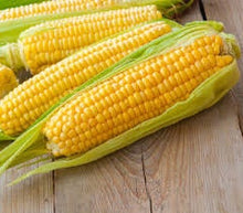 Load image into Gallery viewer, Heirloom Organic Kandy Korn Sweet Corn Seeds
