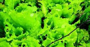 Heirloom Organic Black Seeded Simpson Lettuce Seeds