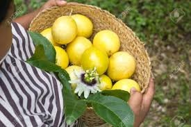 Organic Yellow Passion Fruit Vine Seeds