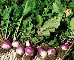 heirloom Organic Purple Top Turnip Seeds