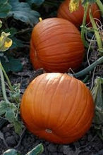 Load image into Gallery viewer, Heirloom Organic First Prize Pumpkin Seeds
