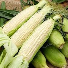 Heirloom Organic Sweet Triple Crown White Corn Seeds