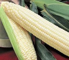 Heirloom Organic Sweet Triple Crown White Corn Seeds