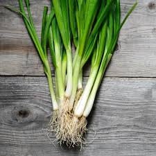 Heirloom Organic White Lisbon Bunching Onion Seeds