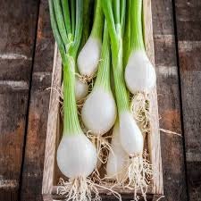 Heirloom Organic White Lisbon Bunching Onion Seeds