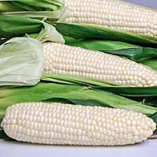 Organic Sweet Opal Sweet Corn Seeds