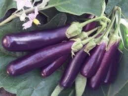 Heirloom Organic Early Long Purple Eggplant Seeds