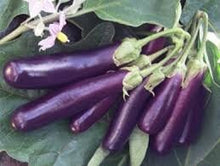 Load image into Gallery viewer, Heirloom Organic Early Long Purple Eggplant Seeds
