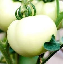 Heirloom Organic White Wonder Tomato Seeds