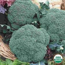 Heirloom Organic Calabrese Broccoli Seeds