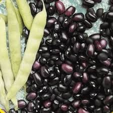 Heirloom Organic Turtle Black Bean/ Frijol Tortuga Negra Seeds