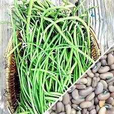 Heirloom Organic Yard Long Asparagus / Green Pod Red Seed Asparagus Bean Seeds