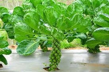 Load image into Gallery viewer, Heirloom Organic Catskill Brussel Sprouts Seeds
