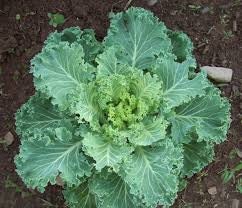 Heirloom Organic Early Hanover Kale Seeds