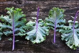 Heirloom Organic Red Russian Kale Seeds