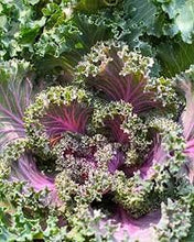 Load image into Gallery viewer, Heirloom Organic Red Russian Kale Seeds
