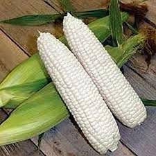 Heirloom Organic Civil War Corn/ Boone County White Corn Seeds