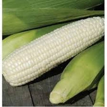 Load image into Gallery viewer, Heirloom Organic Civil War Corn/ Boone County White Corn Seeds
