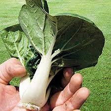 Heirloom Organic Pak Choy Toy Choy (Bok Choi/Pak Choi) Seeds