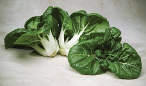 Heirloom Organic Pak Choy Toy Choy (Bok Choi/Pak Choi) Seeds