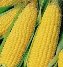 Load image into Gallery viewer, Heirloom Organic Trucker&#39;s Favorite Yellow Corn Seeds
