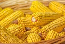 Heirloom Organic Trucker's Favorite Yellow Corn Seeds