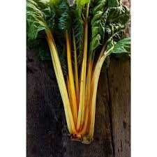 Heirloom Organic Golden Sunrise Swiss Chard Seeds