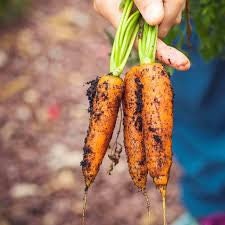 Heirloom Organic Little Finger Carrot Seeds