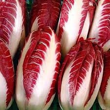 Heirloom Organic Early Treviso Radicchio Seeds