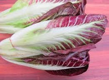 Load image into Gallery viewer, Heirloom Organic Early Treviso Radicchio Seeds
