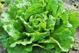 Organic Nevada Lettuce Seeds