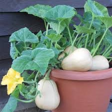 Heirloom Organic Winter Squash Butterbush Squash Seeds