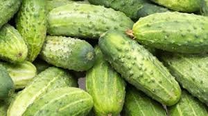 Heirloom Organic Spacemaster Bush-Type Cucumber Seeds