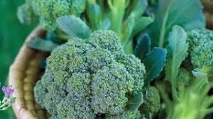 Organic Heirloom Sun King Broccoli Seeds