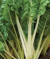 Organic Heirloom Large Ribbed Dark Green Swiss Chard Seeds