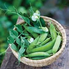 Heirloom Organic Blue Bantam Pea Seeds