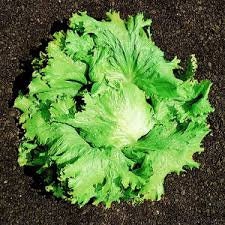 Heirloom Organic Great Lakes 118 Lettuce Seeds